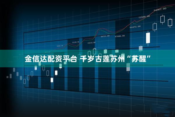 金信达配资平台 千岁古莲苏州“苏醒”